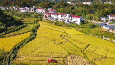 Technology assists acceleration of China's agricultural modernization