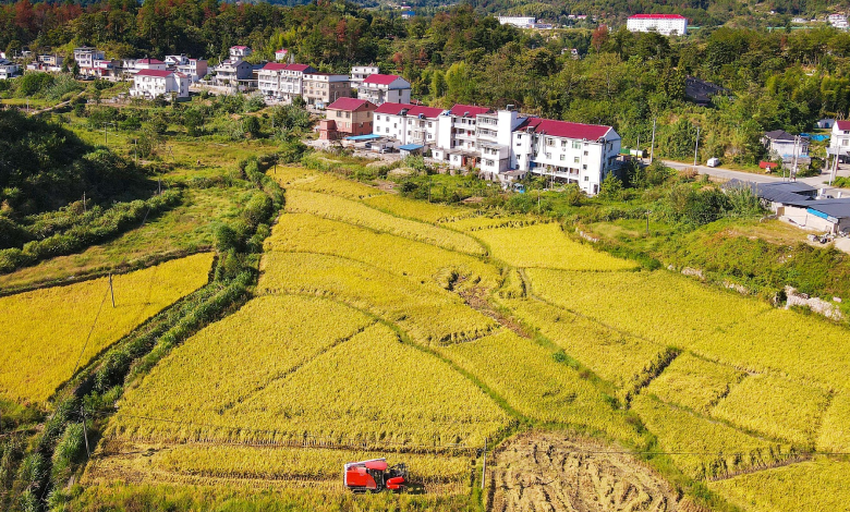 Technology assists acceleration of China's agricultural modernization