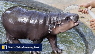 Thailand zoo defends viral baby hippo Moo Deng against Peta’s captivity claims