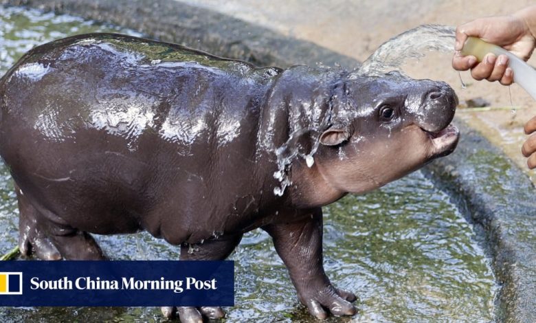 Thailand zoo defends viral baby hippo Moo Deng against Peta’s captivity claims