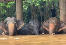 Two elephants die in flash flooding in northern Thailand