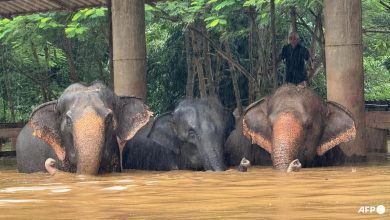 Two elephants die in flash flooding in northern Thailand