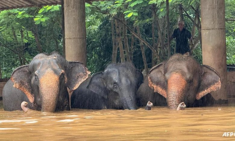 Two elephants die in flash flooding in northern Thailand