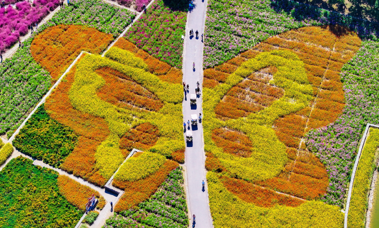 Wander in a fairyland-like flower sea to enjoy autumn