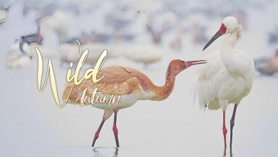 Wild Autumn: Battle for food between a young crane and intruding swans