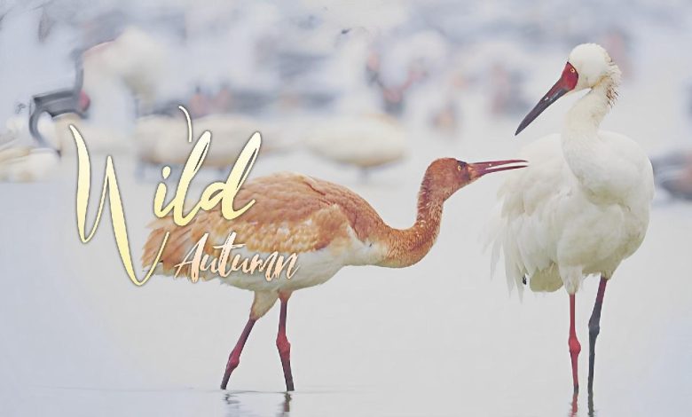 Wild Autumn: Battle for food between a young crane and intruding swans