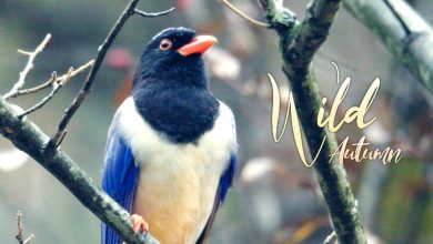 Wild Autumn: How feathered hoarders help spread kiwifruits