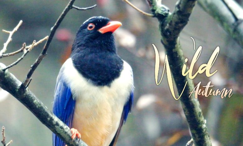 Wild Autumn: How feathered hoarders help spread kiwifruits