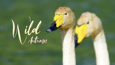 Wild Autumn: Raising cygnets among wild ducks