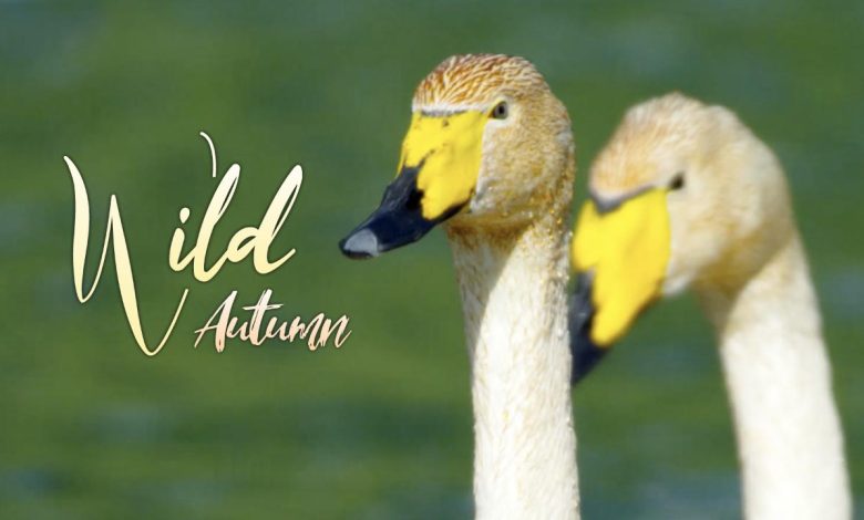 Wild Autumn: Raising cygnets among wild ducks