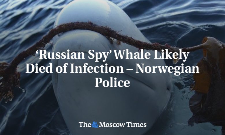 ‘Russian Spy’ Whale Likely Died of Infection – Norwegian Police