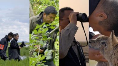 CGTN to launch documentary series on nature's guardians