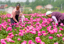 Chinese herbaceous peony: more than just a pretty flower