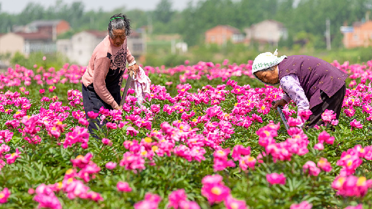 Chinese herbaceous peony: more than just a pretty flower