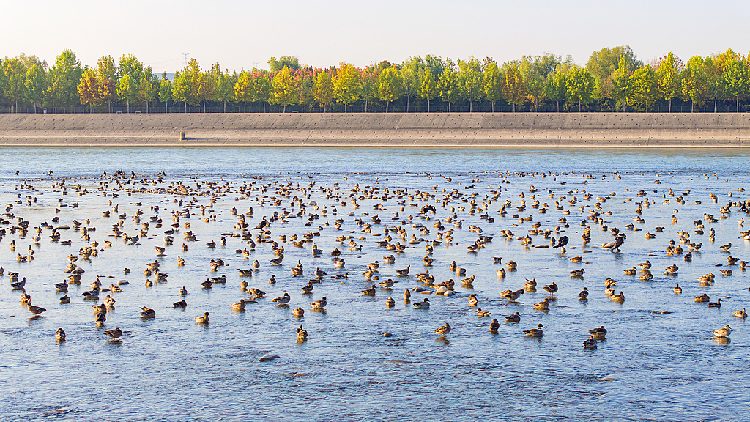 Live: Come to Yellow River Wetland to watch migratory birds wintering