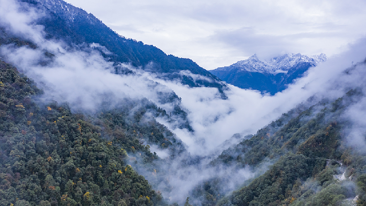 Live: Encounter diverse species in Gaoligong Mountains in SW China