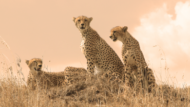 Live: International Cheetah Day – Fastest land mammal in danger