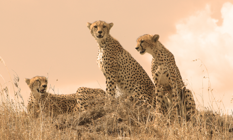 Live: International Cheetah Day – Fastest land mammal in danger