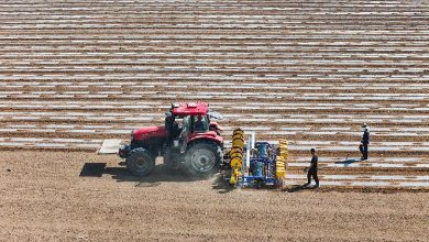 Xinjiang cotton industry calls for objective treatment of its cotton