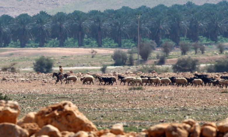 Israeli settlers attack Palestinian herdsman, livestock in West Bank