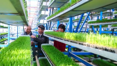 Pakistan-Plans-to-Send-1000-Students-to-China-on-Government-Scholarships-for-Advanced-Training-in-Agriculture-Sector