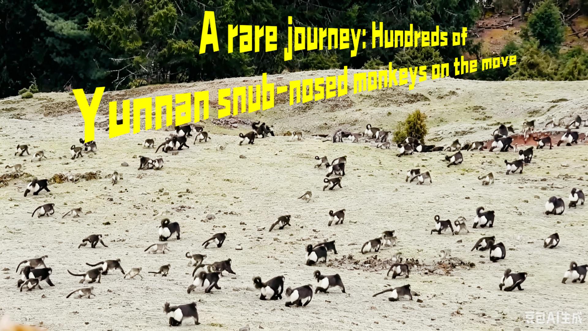 A rare journey: Hundreds of Yunnan snub-nosed monkeys on the move