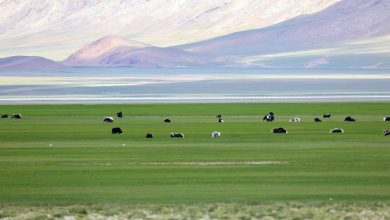Catch cute wildlife moments in Xizang's nature reserve