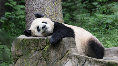 Chilling out panda style