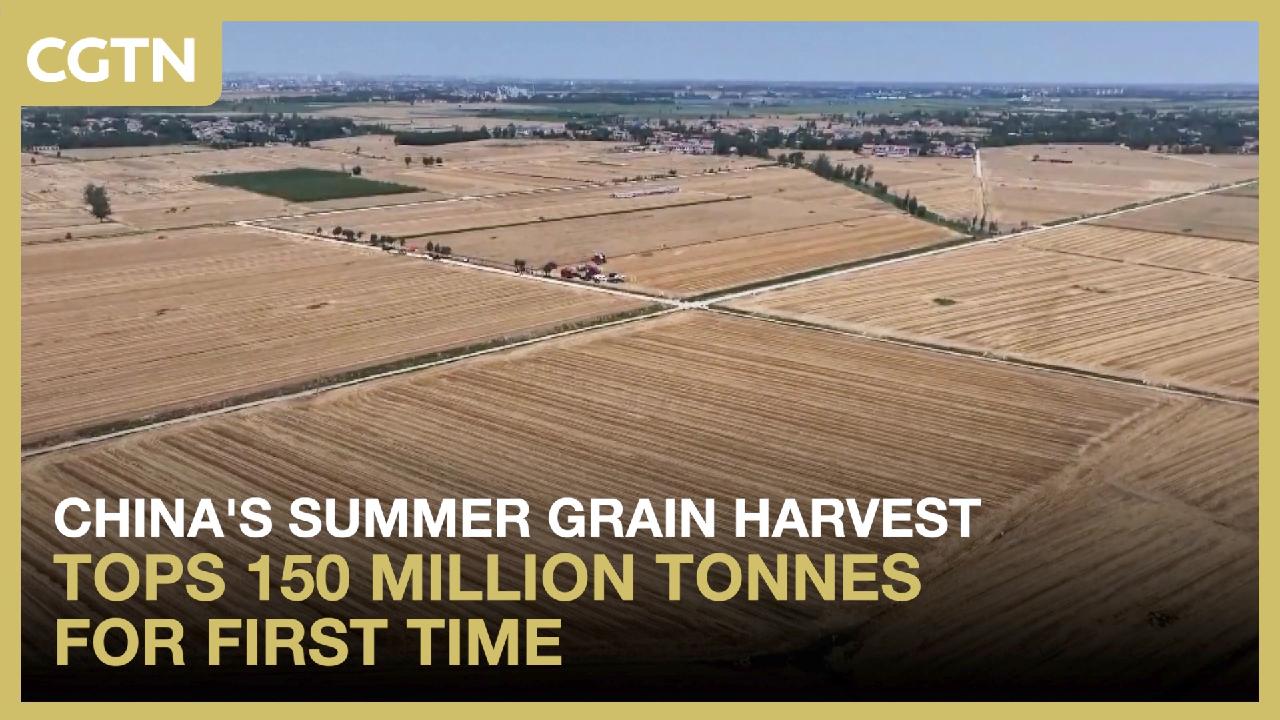 China's summer grain harvest tops 150 million tonnes for first time