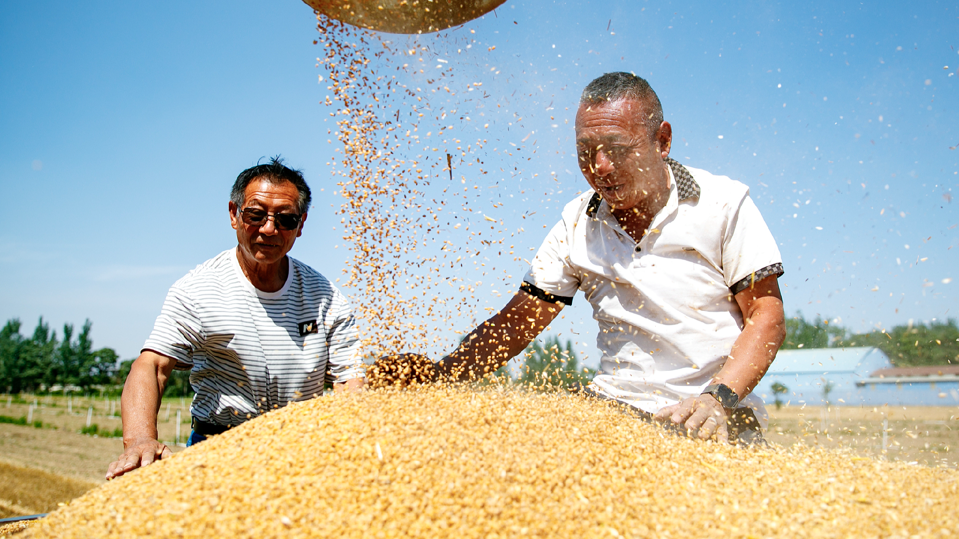 China's summer grain harvest tops 150 million tonnes for first time