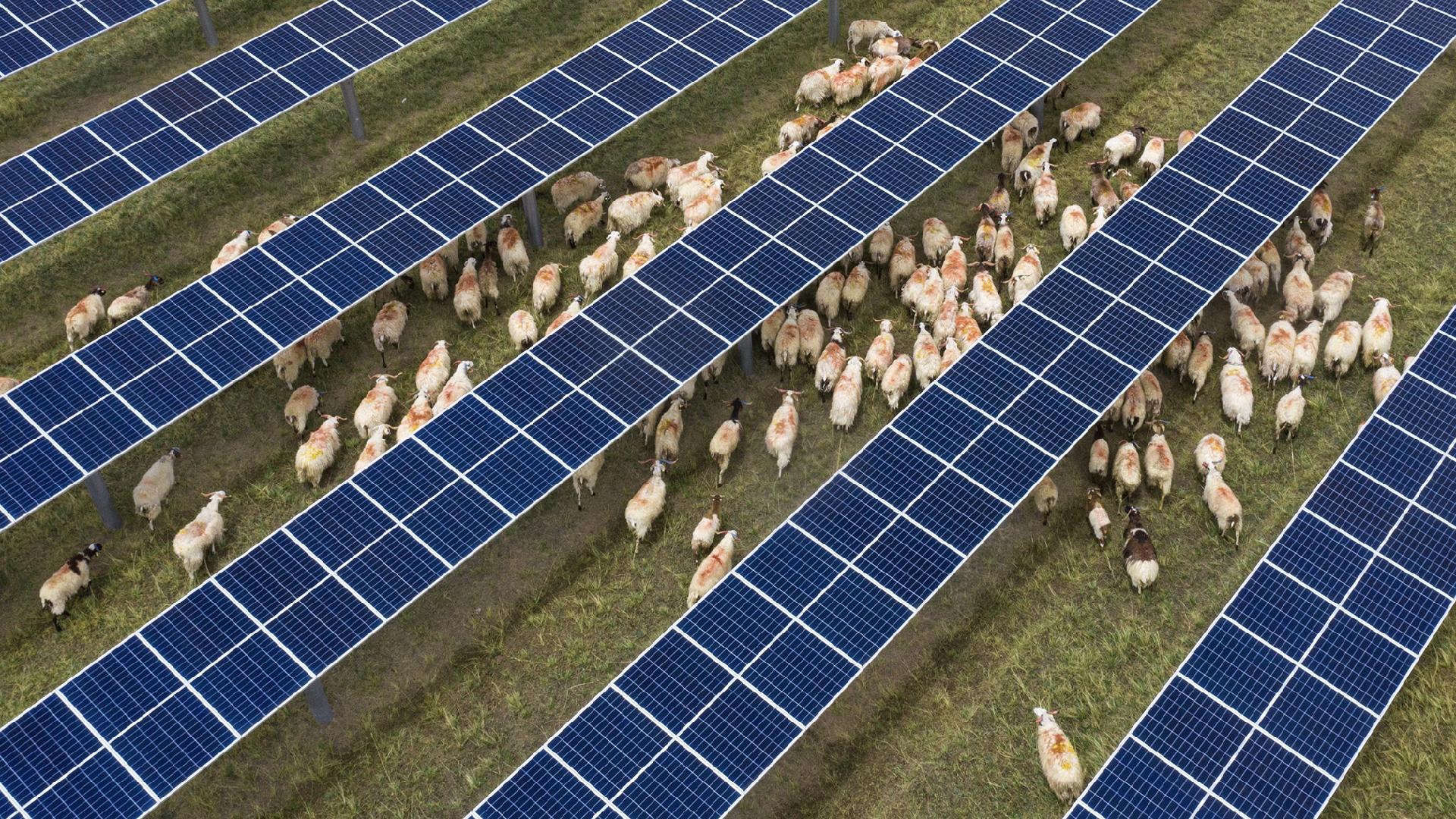Solar panels and sheep turn desert in China into eco-pastureland