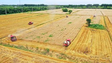 历史新高！我国夏粮产量首破3000亿斤，哪些因素撑起夏粮满仓？