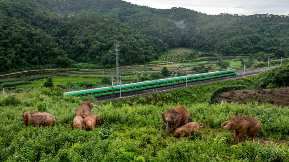 智库报告解析中国野象乐园的生态文明密码