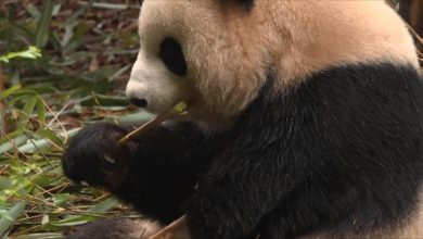 Chinese team fixes panda's crooked jaw in first-of-its-kind procedure