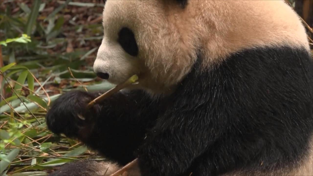 Chinese team fixes panda's crooked jaw in first-of-its-kind procedure