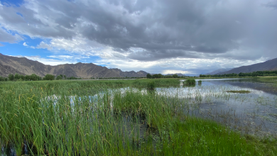 China is putting ecosystems on the road to recovery