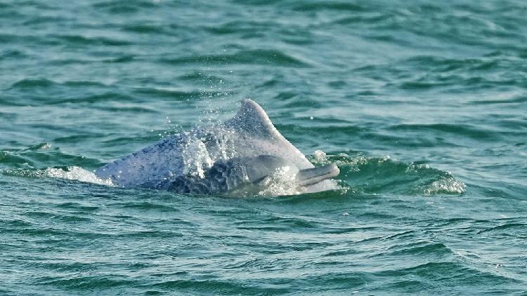 UN names China's Blue Bay initiative world restoration flagship